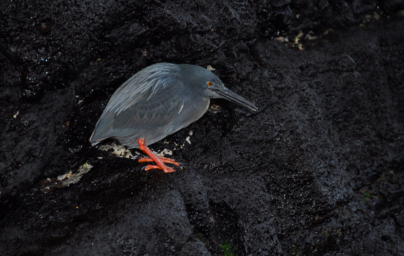 Butorides sundevalli [200 mm, 1/60 sec at f / 5.6, ISO 100]